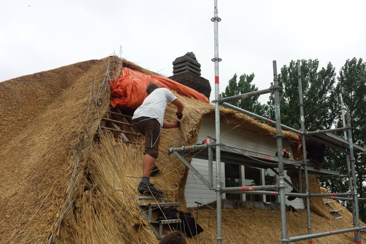 rieten dak Lovendegem 2